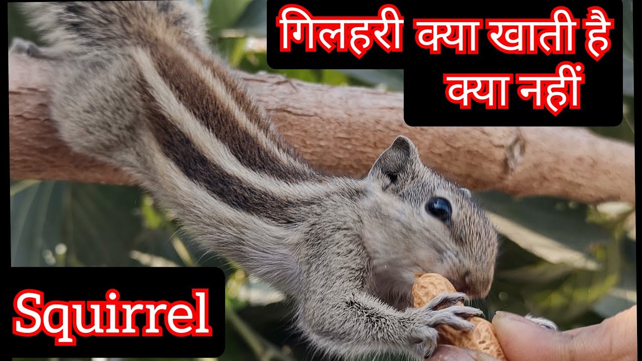 537:- What To Feed Squirrel / गिलहरी को क्या खिलाना है / Squirrel Food / Indian Palm Squirrel / Food