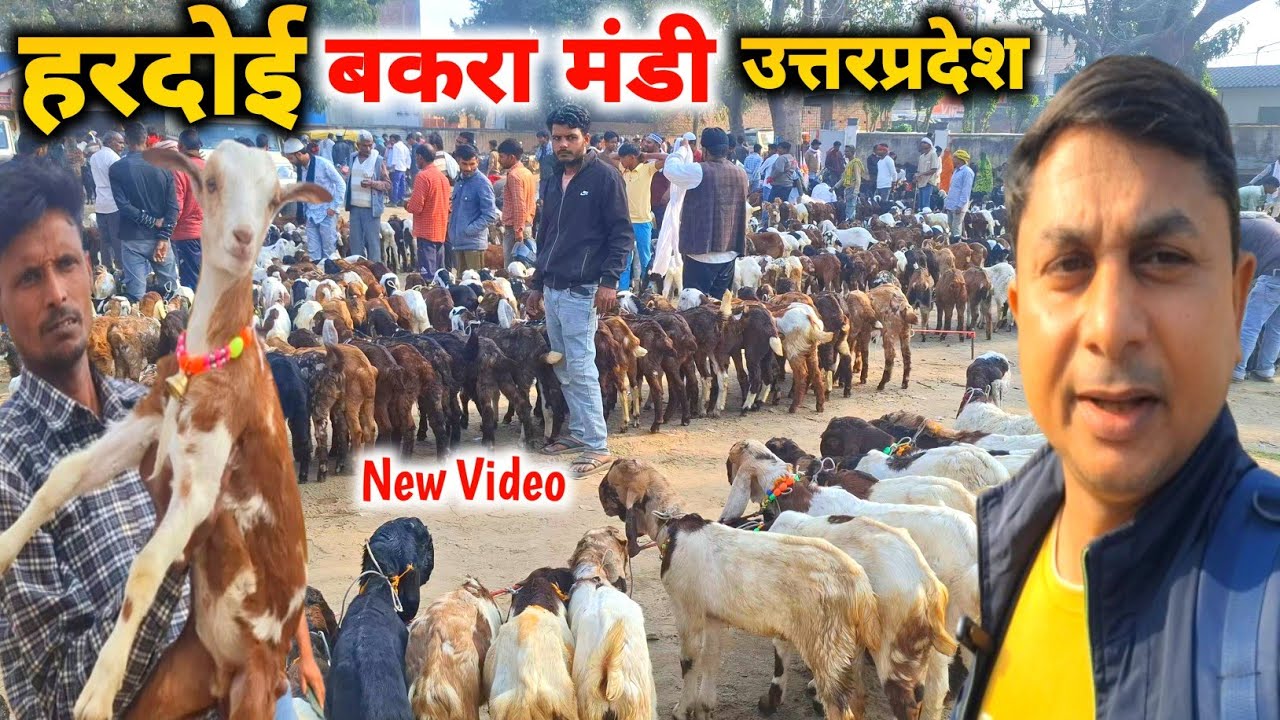 आज की  हरदोई बकरा मंडी रेट |05 Mar 26 |Hardoi Bakra Mandi Utterpradesh Live Update with price