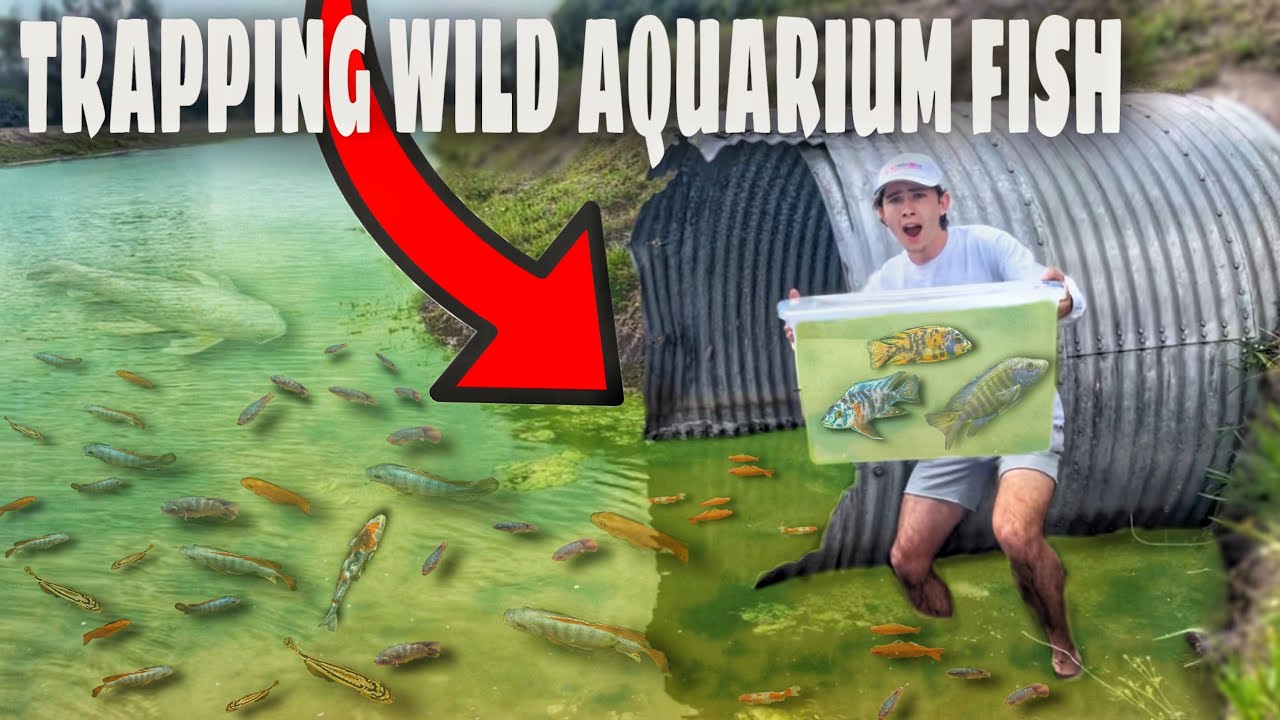 Trapping AQUARIUM FISH In HIDDEN Tunnel