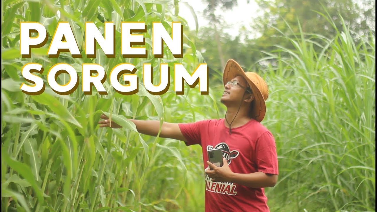 Sorgum Untuk Pakan Kambing, Sapi, Domba