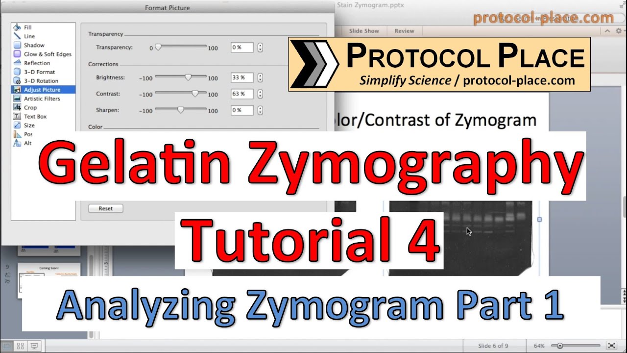 Gelatin Zymography Tutorial 4: Identifying MMPs by Molecular Weight