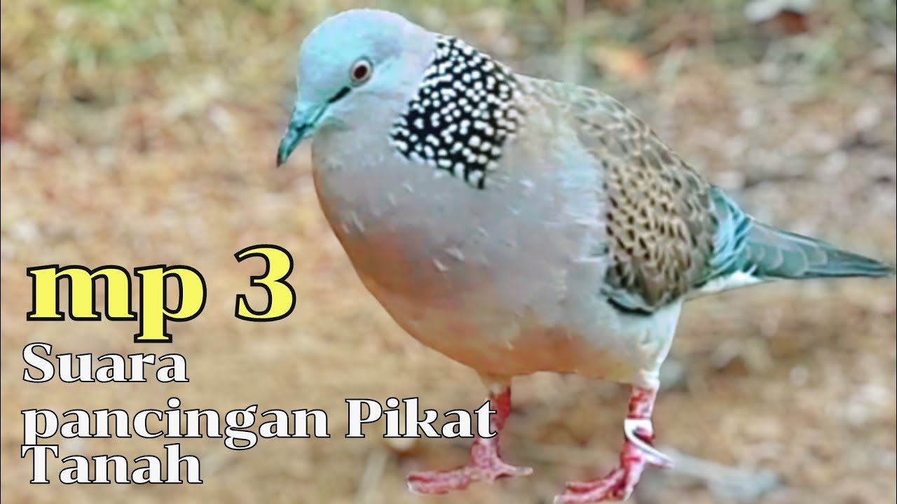 Suara Pancingan Tekukur gacor... Pikat Tanah Cocok Untuk Tekukur Macet Bunyi....