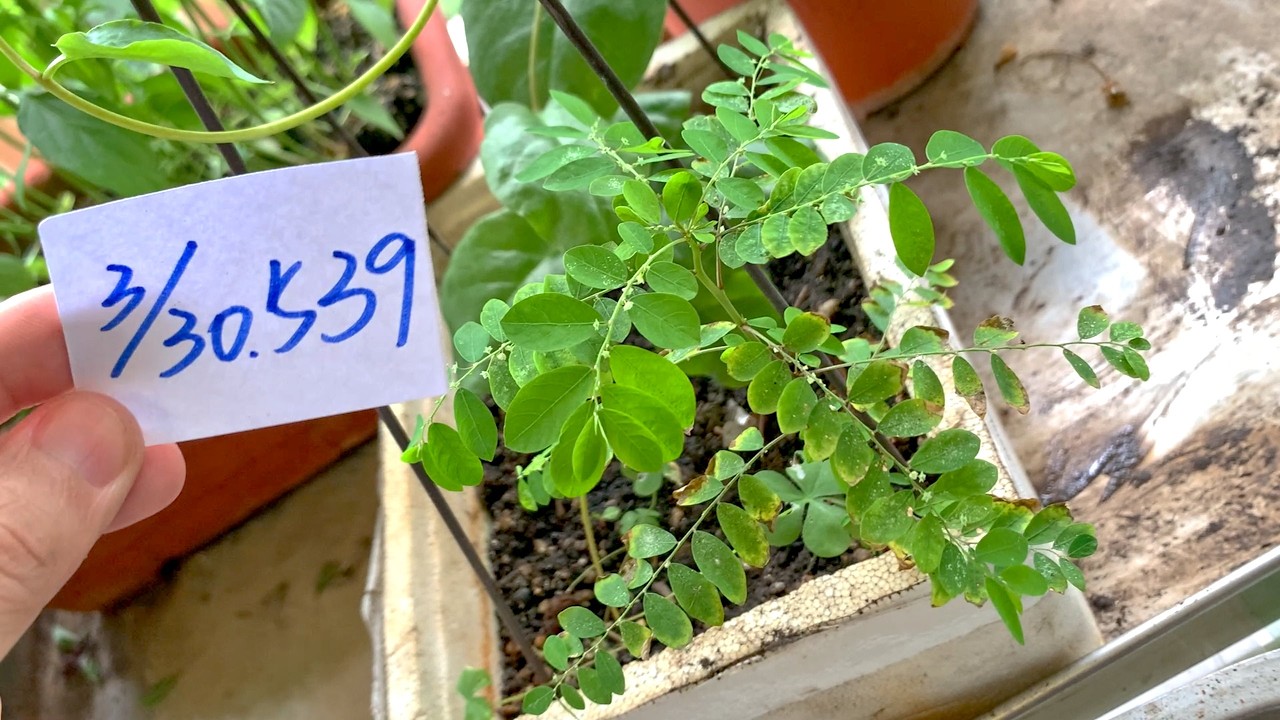 【園藝539】3月30日(一)葉下珠是常見的雜草種子掉落很容易繁殖到處都是！