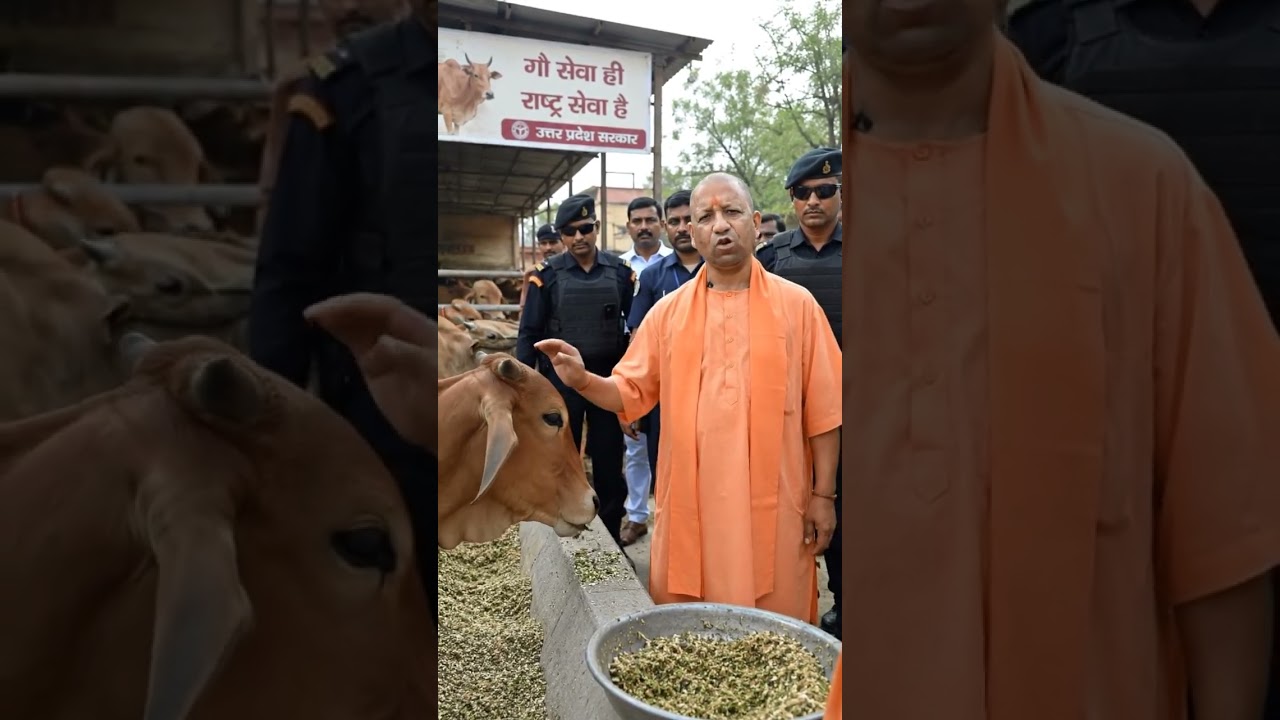 #UP CM himself came out for cow service #CM Yogi Adityanath's video goes viral #CM said this is o...
