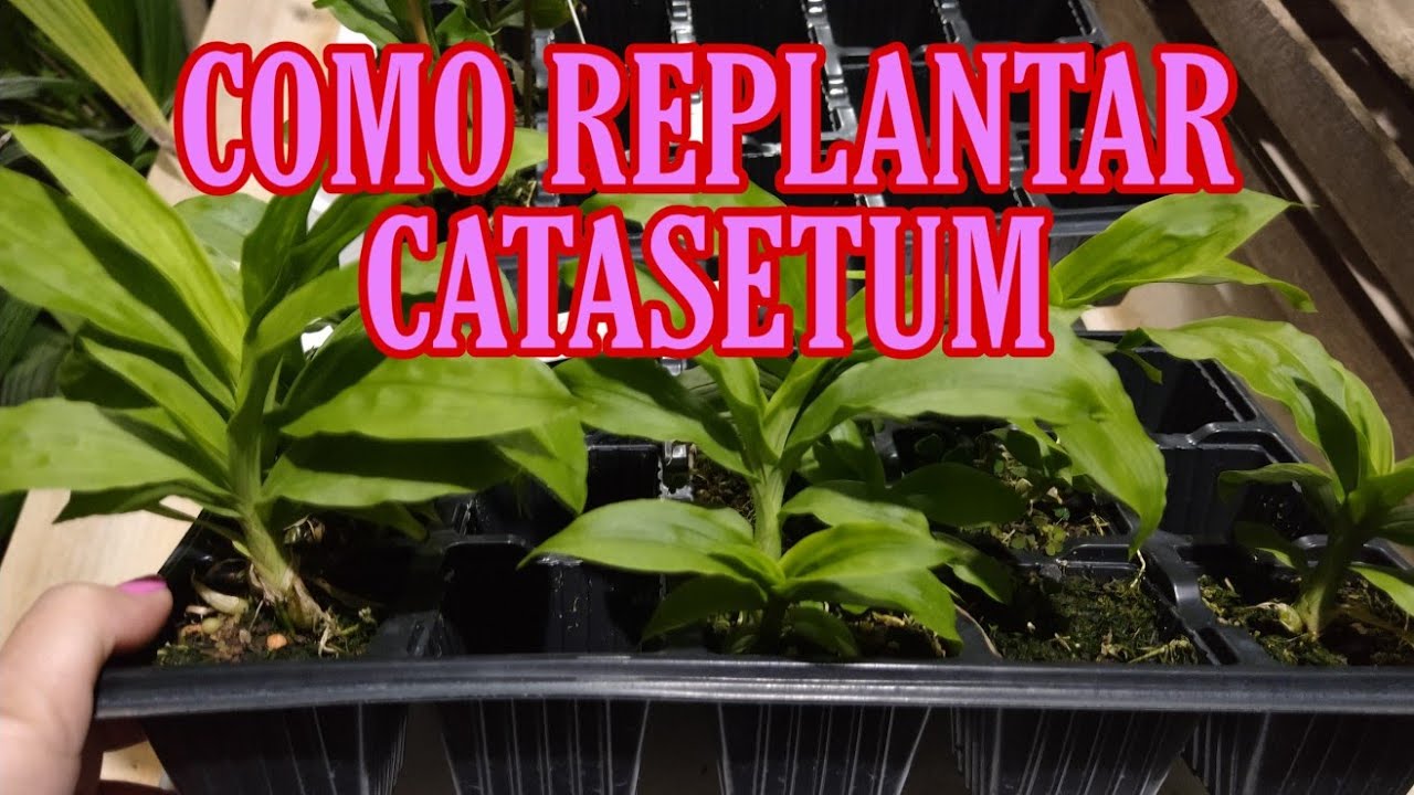 COMO REPLANTAR CATASETUM E TODAS AS DICAS DE CULTIVO DE SEEDLINGS E ADULTOS EM VASO E NA PET