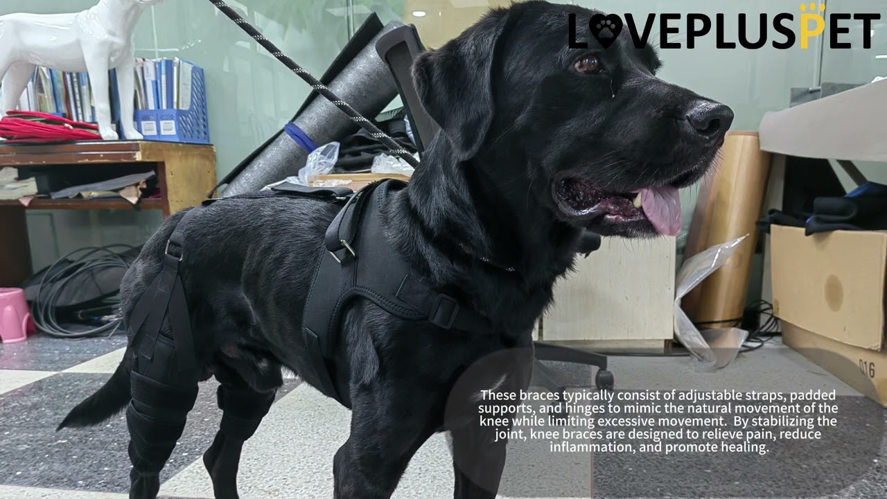 Do knee braces really work for dogs?