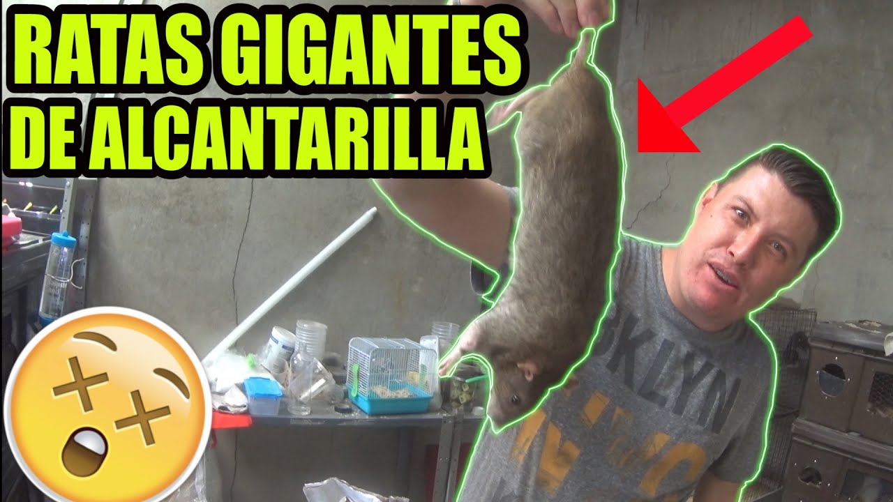 Criadero de RATASA de ALCANTARILLA mas de 100 CRIAS