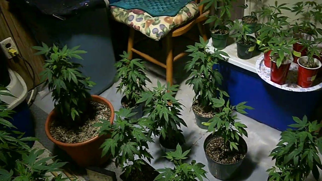 Cannabis Growing with James (Cannabis Sativa)