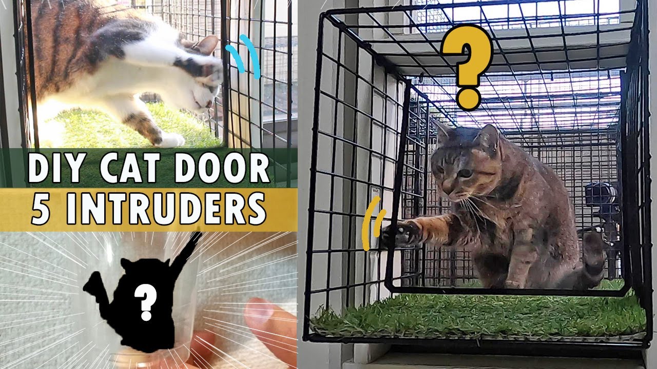 DIY Cat Door и 5 злоумышленников | это были не только насекомые.