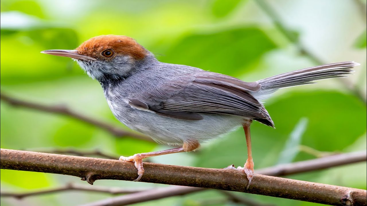 🦜 Cambodian tailor bird
