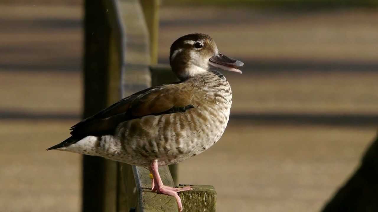 Ringed Teal Call #birds #birdsounds