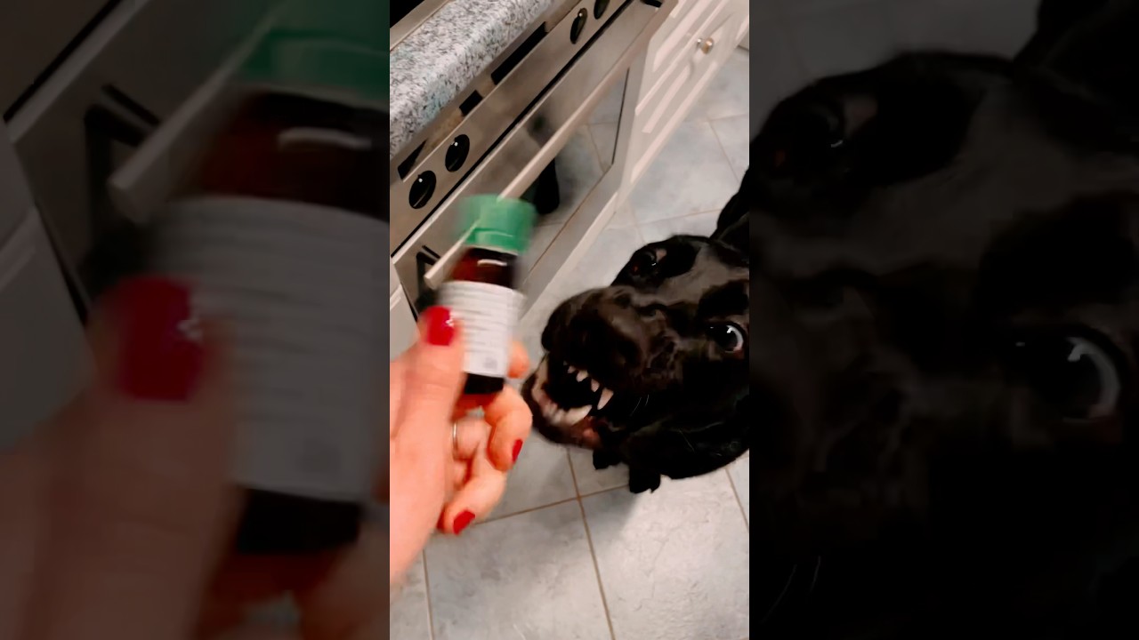 Hund verr&uuml;ckt auf Medizin 💊 #dog #cutepets #boom