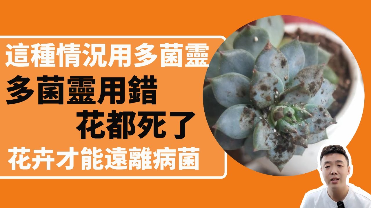 植物殺菌劑|這幾種情況不要用多菌靈，用它比多菌靈好用10000倍，花店老闆都在用|殺蟲劑|禪藝綠植工作室