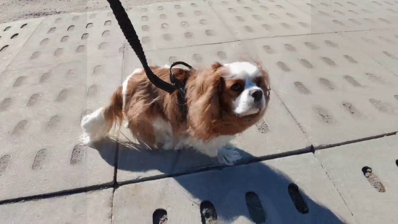 Syringomyelia Czyli Jamistość Rdzenia Kręgowego