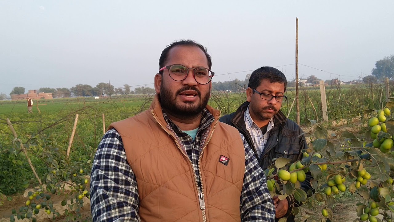 Super Thai Apple ber for Greenuttam biotech pvt Ltd