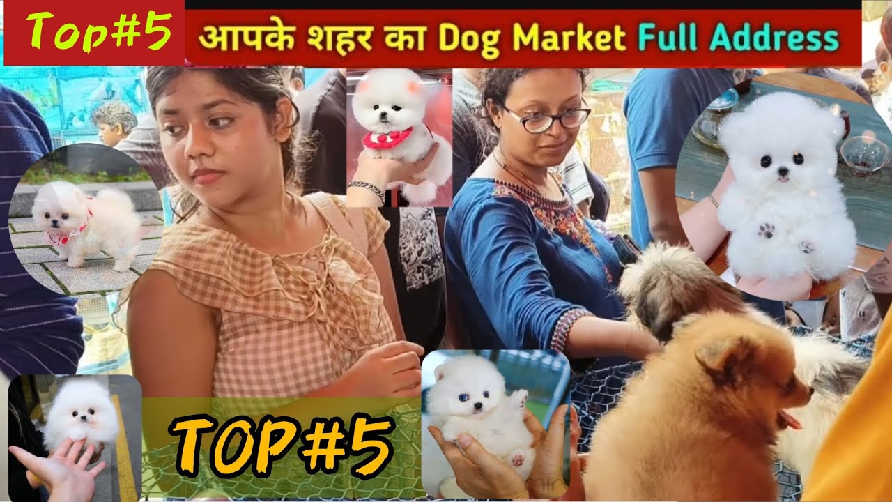 Top 5 Dog Market Full Address l Pomeranian dog || teacup dog || Toy pom l Cheapest Price Dog Market🐶