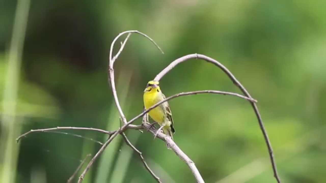 Yellow fronted Canary
