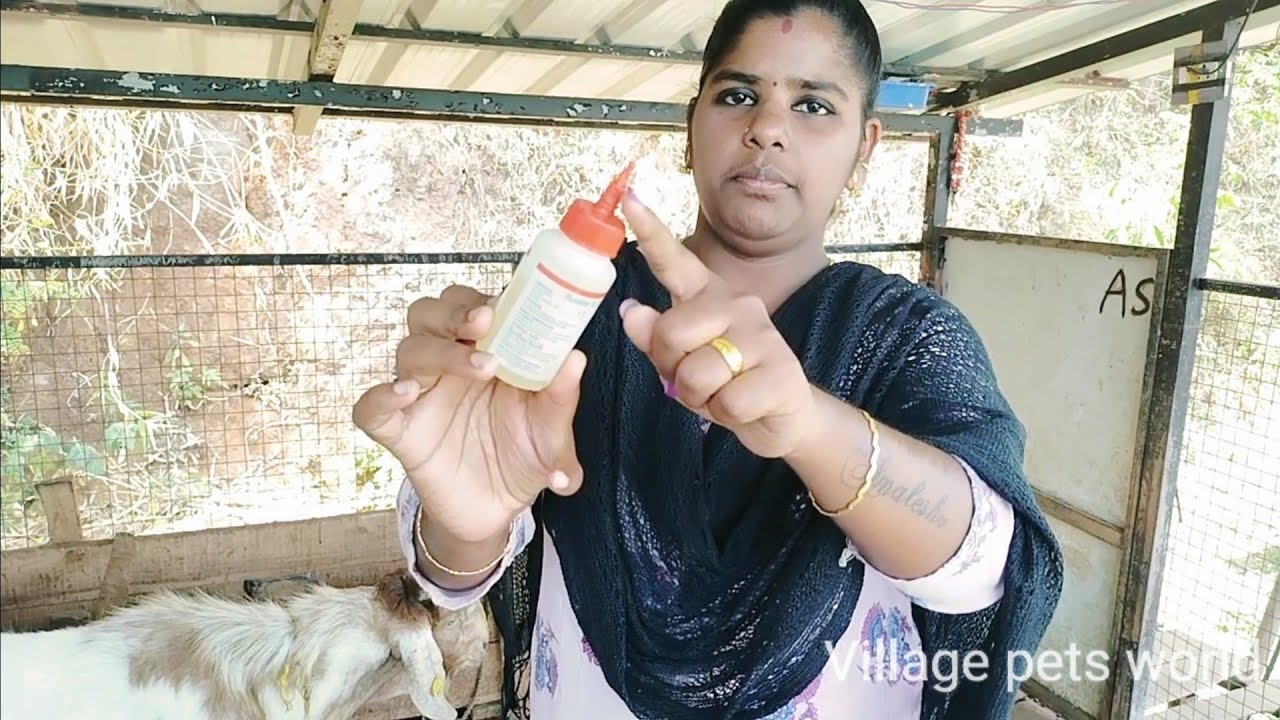 ஆடு, மாடுகளில் வரும் உண்ணி மற்றும் பேன்களால் வரும் பிரச்சனை மற்றும் அதற்கான சிறந்த தீர்வு||Tamil