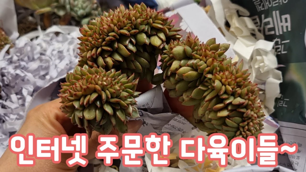 오늘은 집에서 언박싱 ~ 택배로 받은 다육이들  ~ 요즘은 철화가 예뻐요💕 살루 & 오닉스철화 💕 #다육이 #다육식물 #succulent 