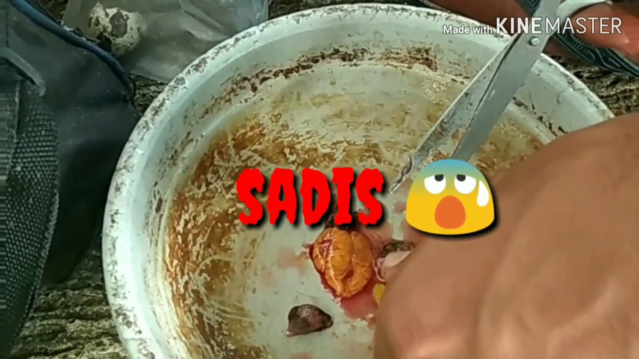 BAYI TABUNG (Tapuy) UmPan  jitu galatama Lele sadisss bro..!!!!