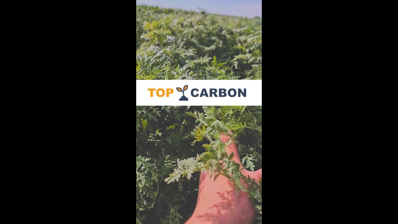 Mieszanka poplonowa #TopCarbon pod rolnictwo węglowe