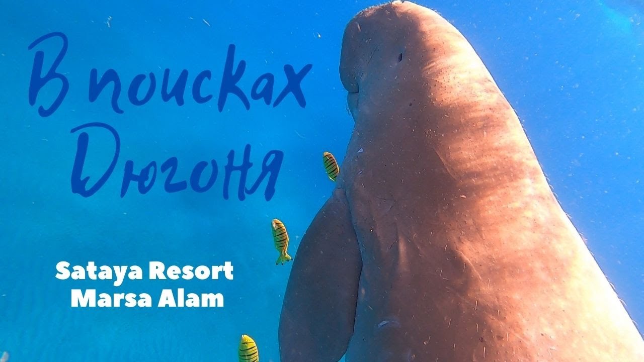 ДЮГОНЬ(где обитает) | Подводный мир рифа отеля Сатайя Марса Алам | Sataya Resort Marsa Alam.Sea cow.