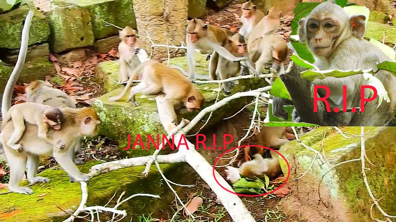 R.I.P JANNA MONKEY PASS A WAY By FALL DOWN FROM HIGH TREE, WISH JANNA HAVE A REST IN PEACE! JANE SAD