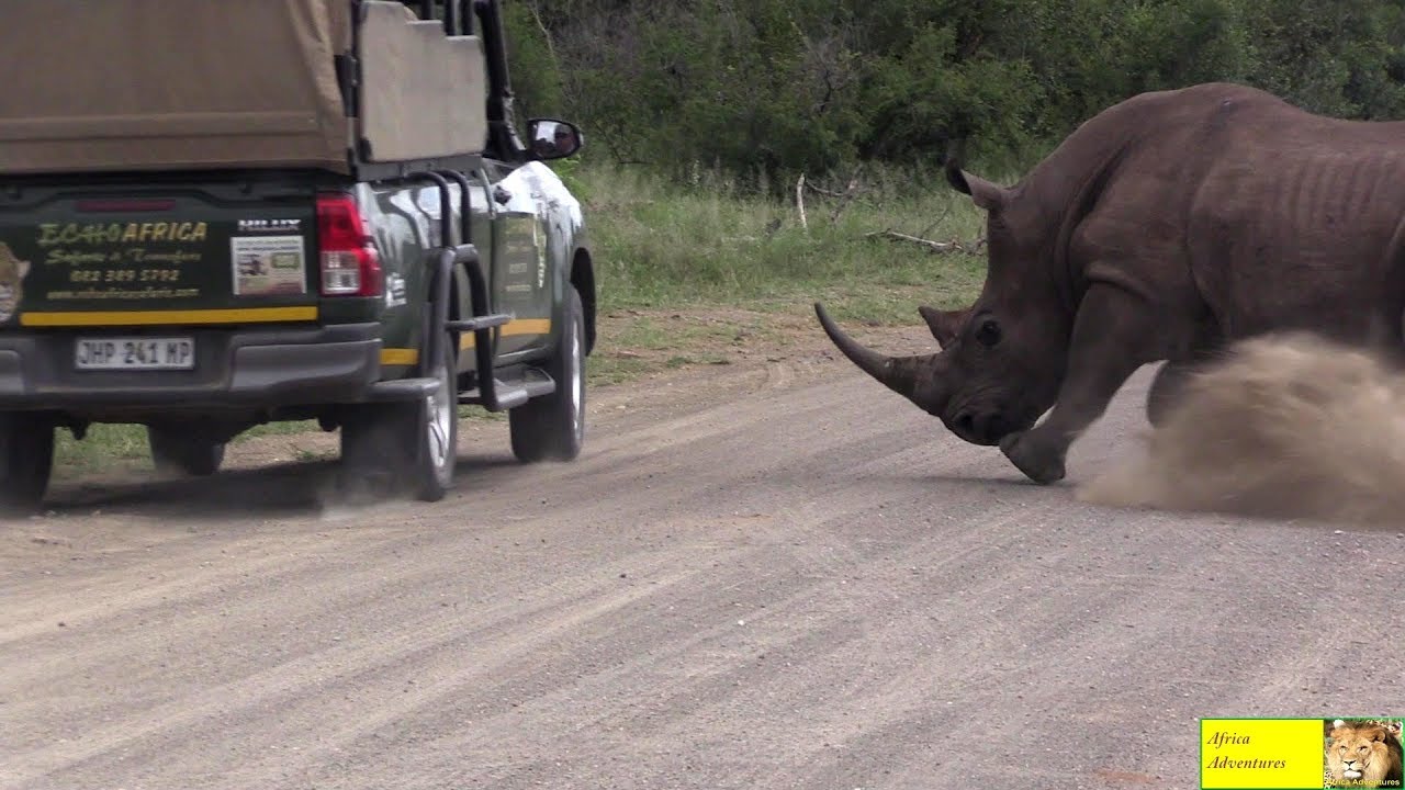 Angry Rhino Bull Charge Cars In Kruger National Park