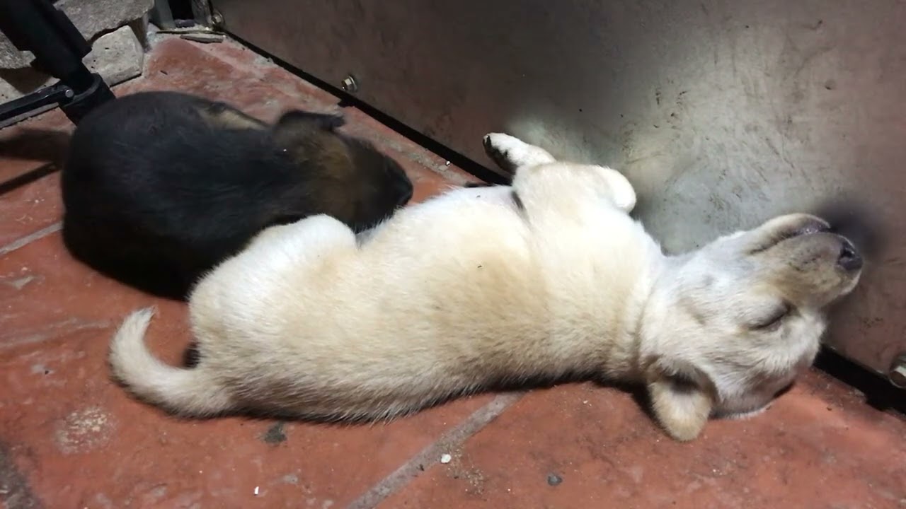 Puppies are sleep well, puppies are very cute 🥰 #rabbit #cat #monkey #kitten #dog #puppy#shortvideo 
