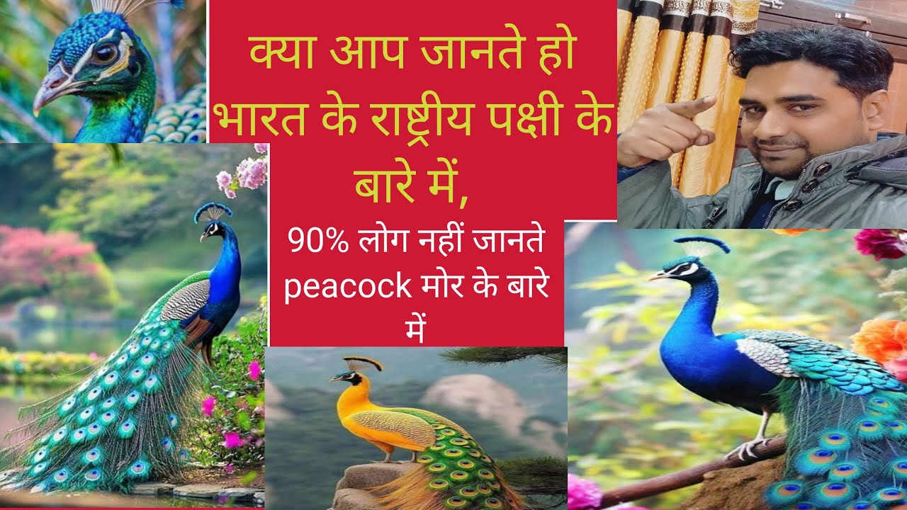 (Peacock) मोर की अद्भुत जानकारी, क्या आप जानते हैं राष्ट्रीय पक्षी के बारे में,। (शायद नहीं )