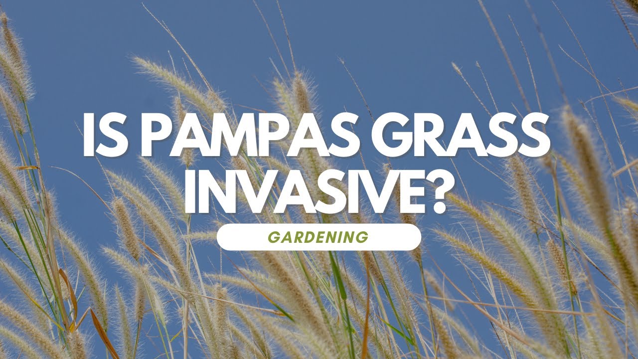Is Pampas Grass Invasive?