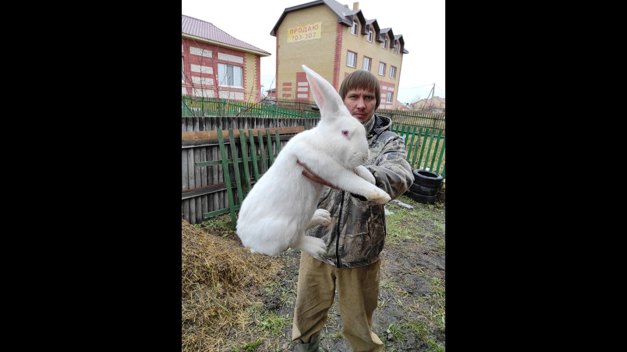 Кролики.Вес кроликов в 3 месяца.