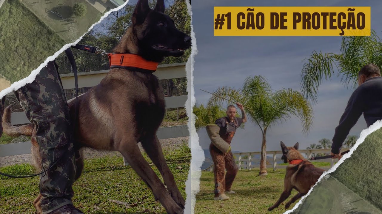 Iniciando trabalho de proteção - Roots.