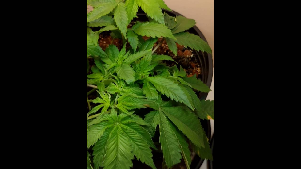 Veg stage, week 3 cannabis. First closet grow with CLF. Crop king seeds.