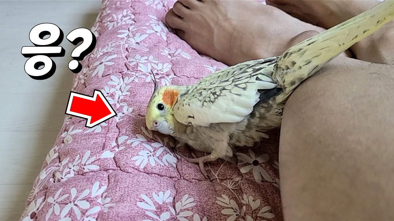 왕관앵무 암컷이 알을 낳기 전, 전조 증상과 특이한 행동 [진구마TV]