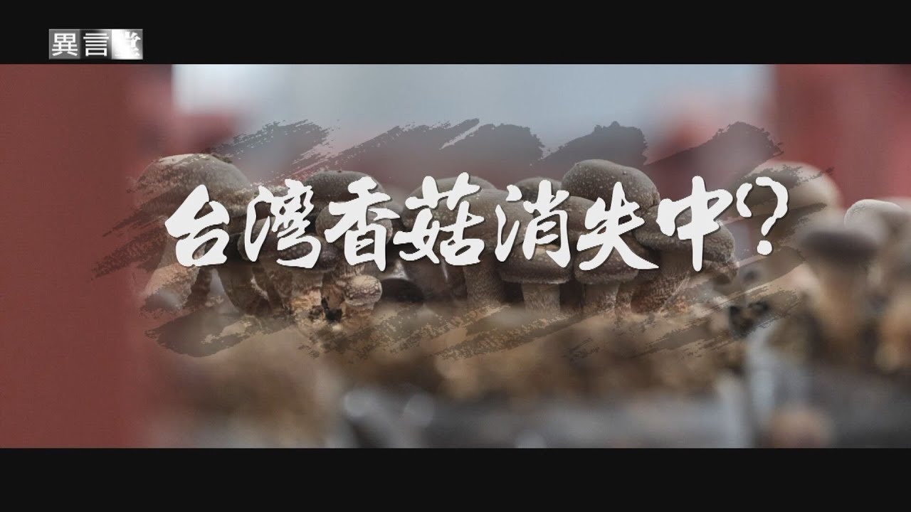 【民視異言堂】台灣香菇菌種老化，產能銳減；中國香菇洗產地，大舉傾銷。內憂外患，台灣菇如何突圍？