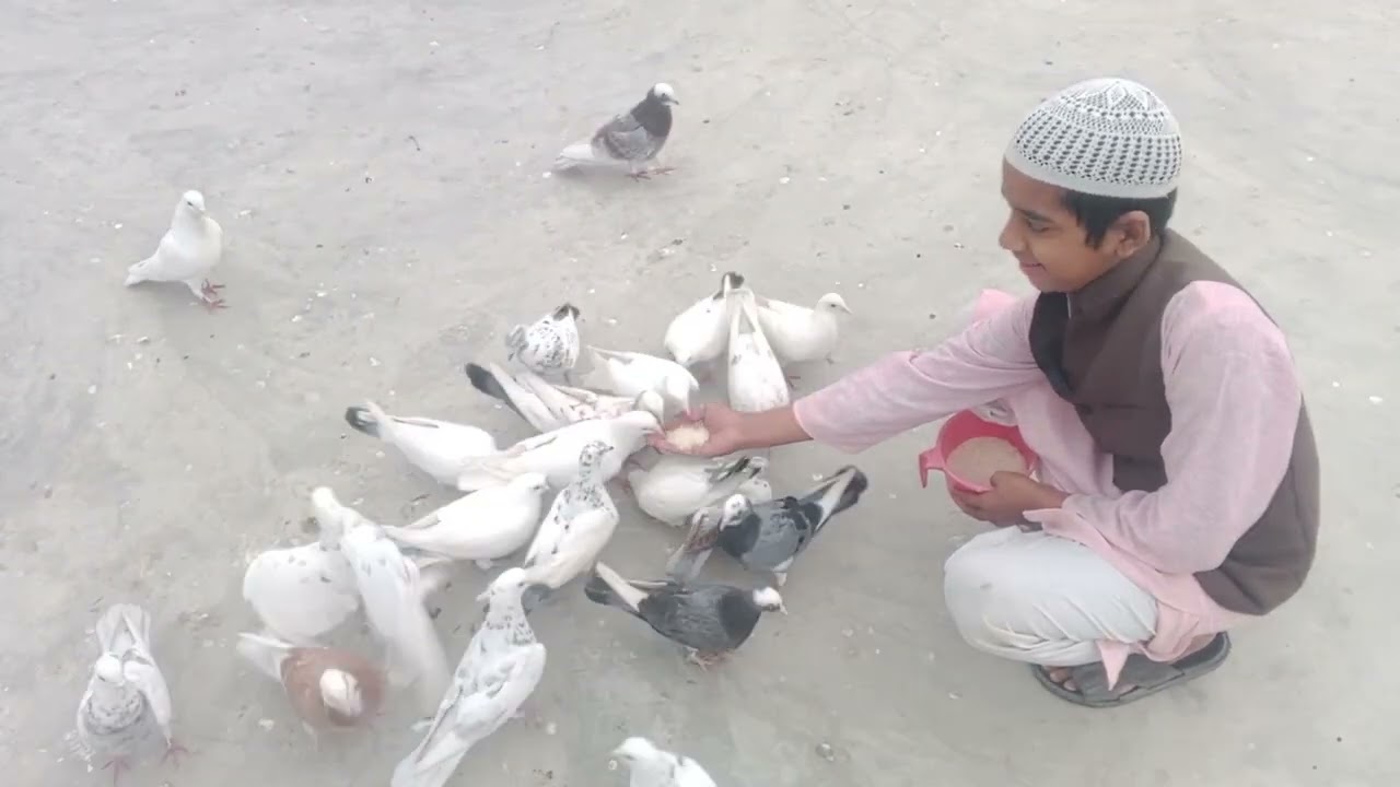 Aaj ham aap ko bataenge ki hare paas kitni kabootar hai 