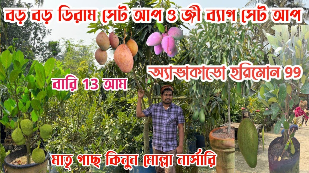 বিভিন্ন ধরনের বিদেশি ফলের গাছ বড় বড় ডিরাম সেট আপ করা গাছ বারি 13 আম অ্যাভাকাডো হরিমোন 99 আপেল