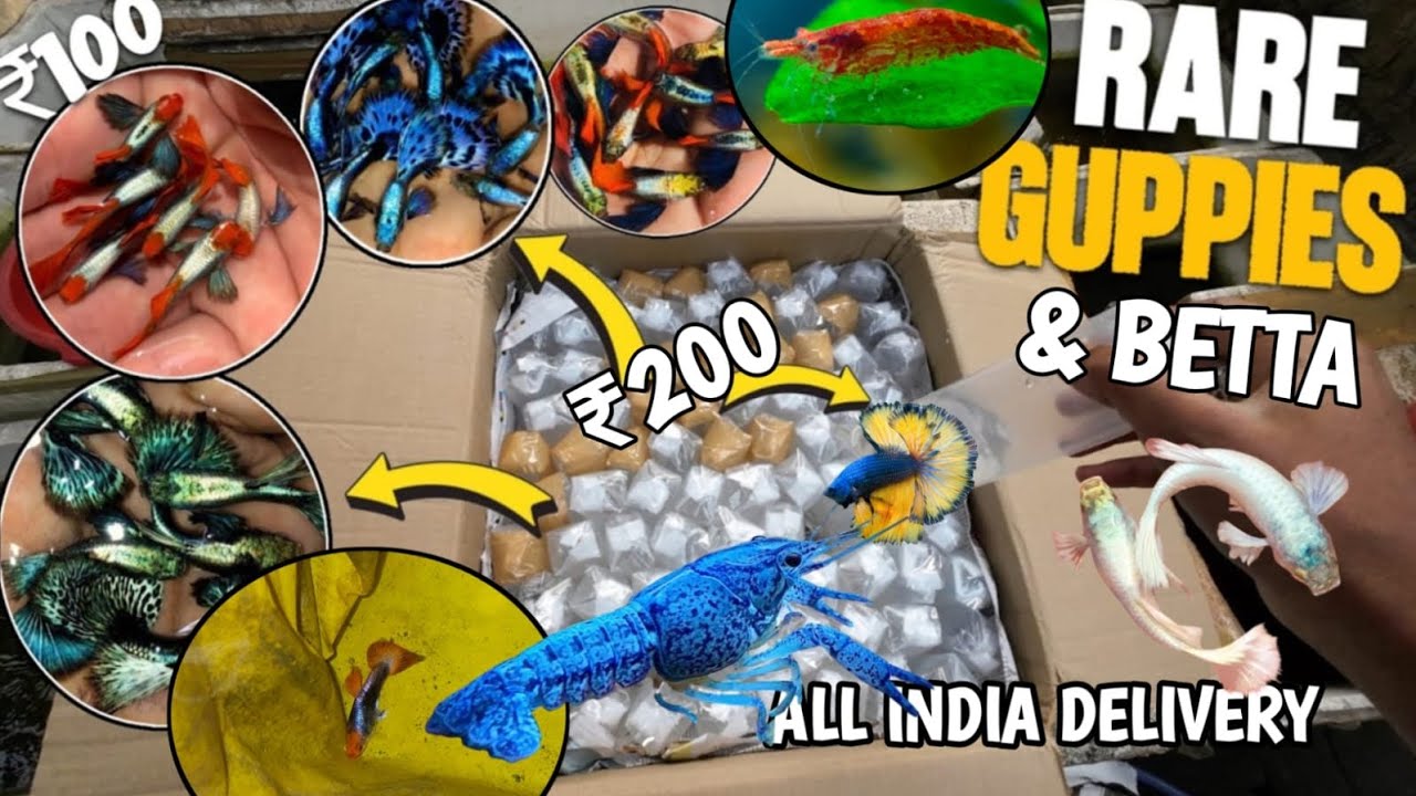 Guppy Fish For Sale | Guppy Price | Guppy Farm
