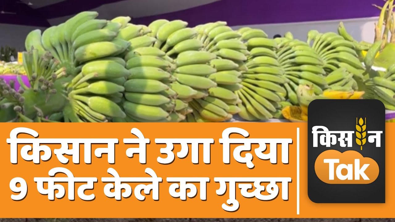 Banana Farming: Bihar के इस किसान ने उगा दिया 9 फीट के केले का गुच्छा, हो रहा अच्छा मुनाफा|Kisan Tak