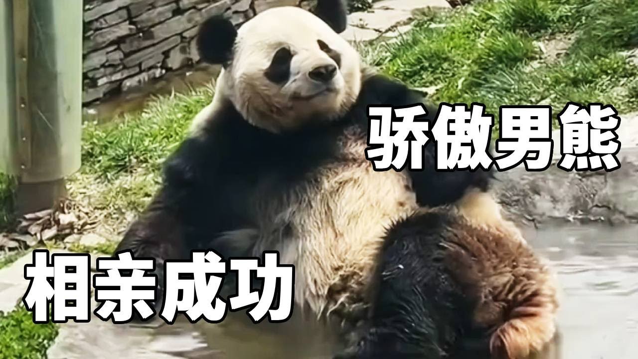 果然男熊相亲成功后气质都会变，五岁的星野天赋异禀，吹着鼻涕泡就完成了相亲任务【你好大熊猫】