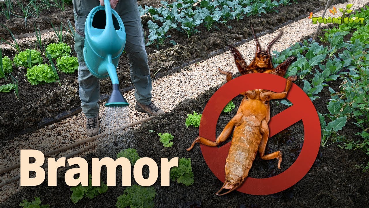 Bramor na vrtu in biotično zatiranje
