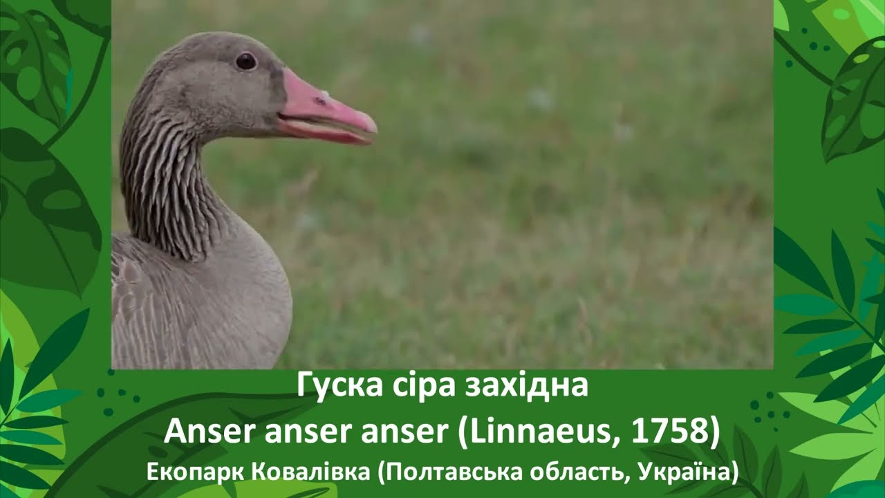 Anser anser &ndash; Гуска сіра західна - Western greylag goose
