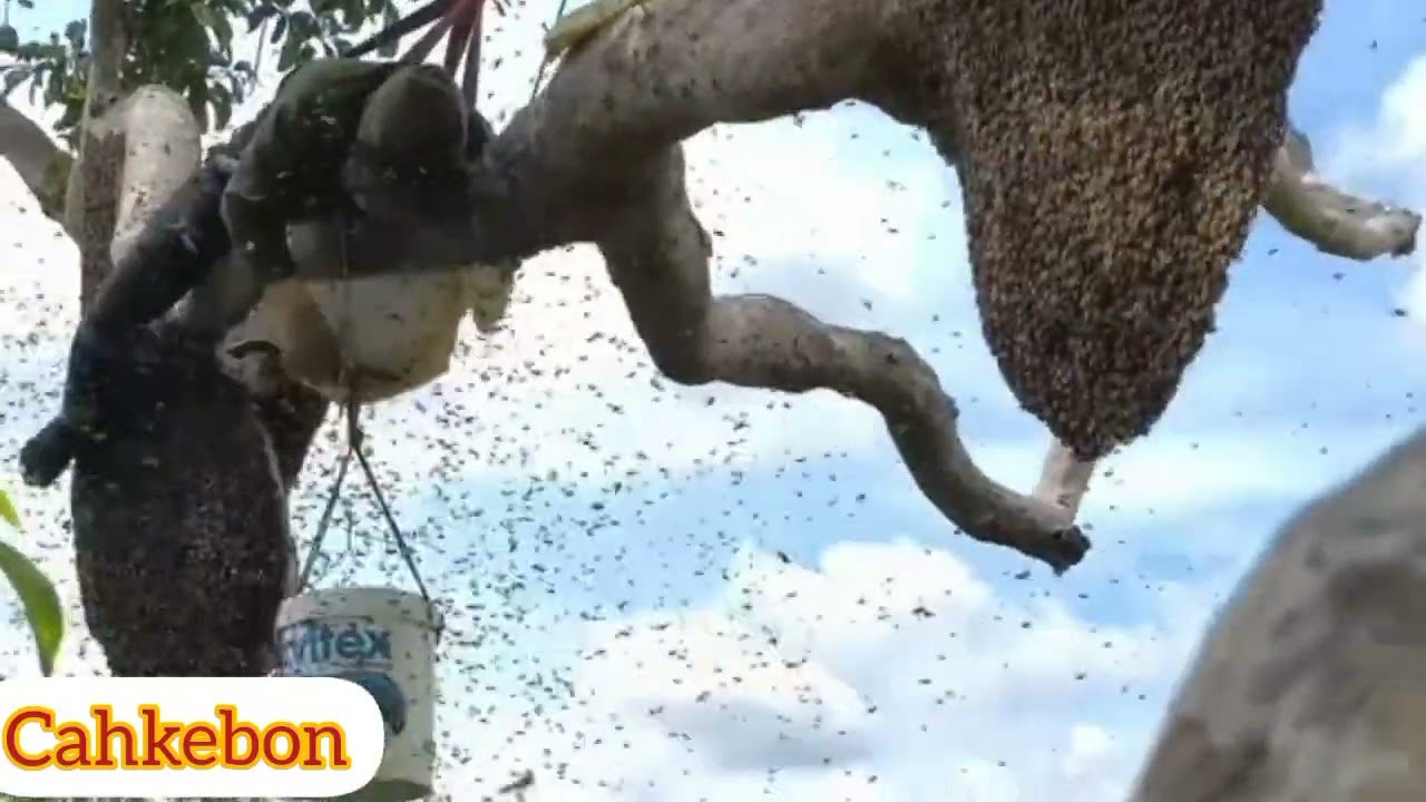 MADU GILA KALIMANTAN..
