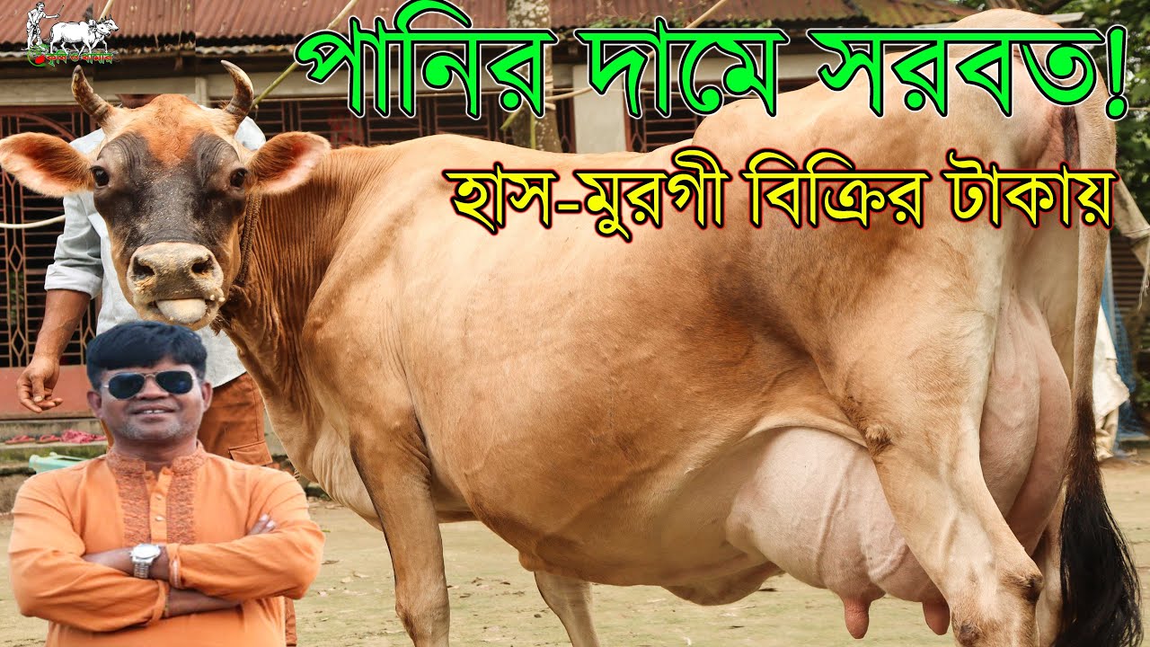 ১৩৫ হাজার টাকায় ১৮ লিটার বাচ্চাসহ দুধের গাভী। আজকে হাস-মুরগী,ডিম বিক্রির টাকায় গাভী। krishi TV