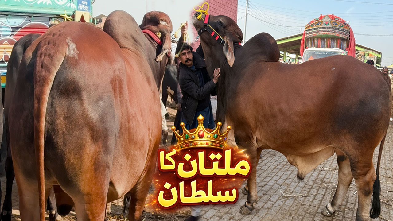 This Is Multan Mandi’s Heaviest Bull 😱 | Sultan Revealed