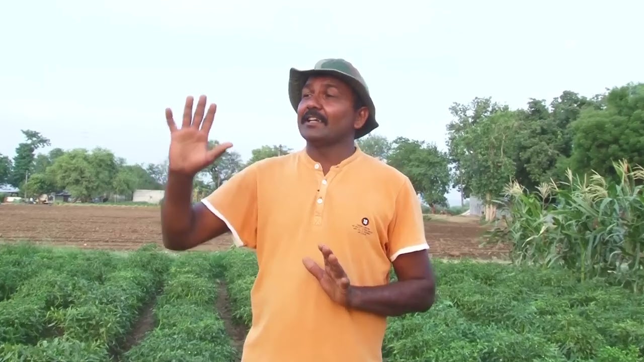 मिर्ची और मक्के मे गौ कृपा अमृतम बेक्ट्रीया हा परिणाम 