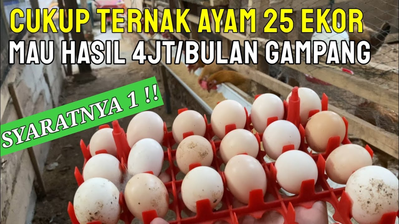 PELIHARA 25 EKOR INDUKAN BISA MENGHASILKAN 4JT/BULAN !!