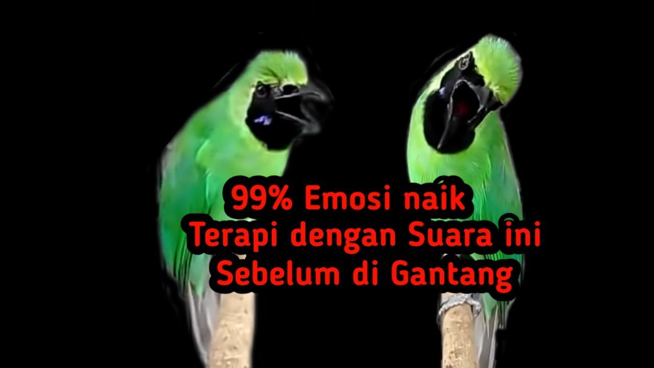 Masteran untuk meningkatkan EMOSI Cuca ijo.