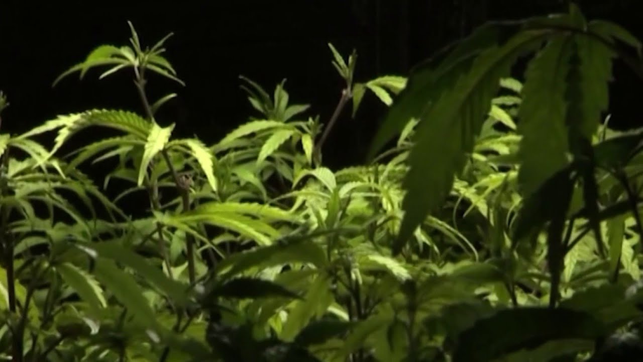 General Assembly approves making marijuana possession legal in Virginia this July, rather than 2024